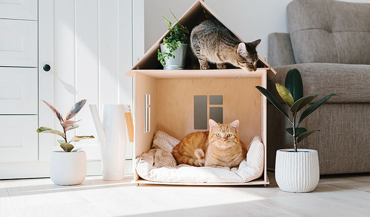 Cat in wooden cat house
